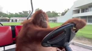 An orangutan driving a golf cart